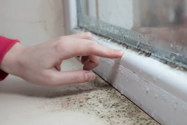 Best Environmental Consulting for Mold Prevention  in Columbus, OH