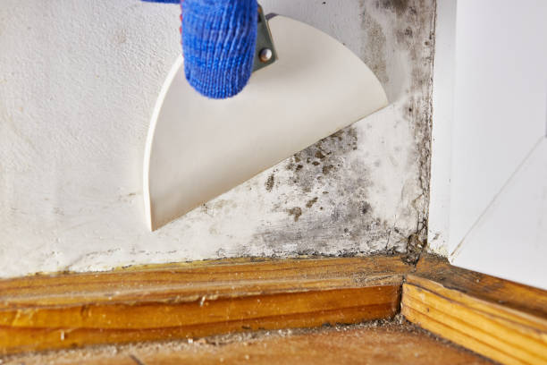Mold Removal for HVAC Installations in Columbus, OH