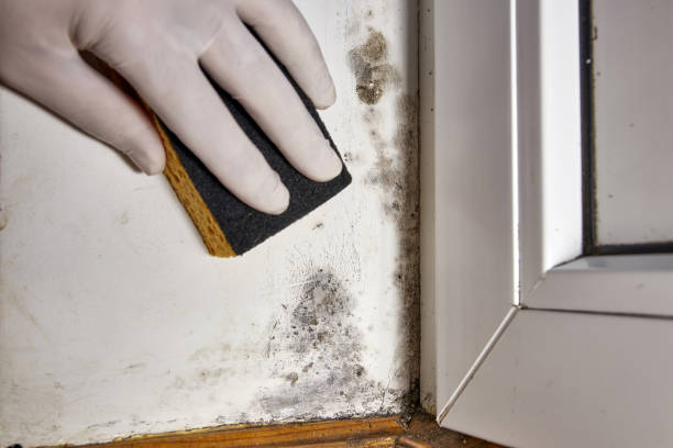 Best Comprehensive Air Testing for Mold Contaminants  in Columbus, OH